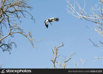 White Stork Flying