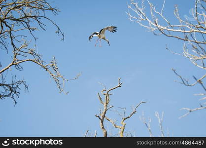 White Stork Flying