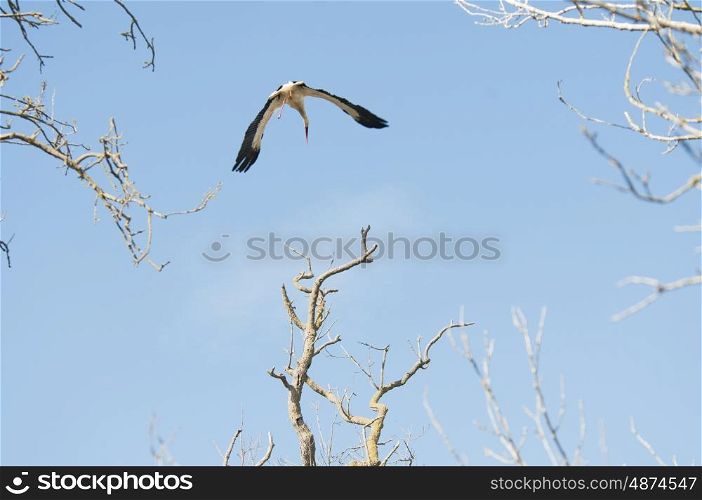 White Stork Flying