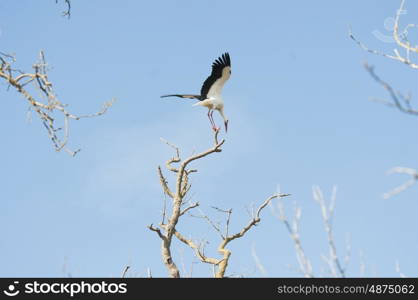 White Stork Flying