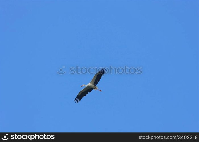 White stork flying on the background of blue sky