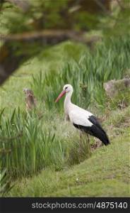 White Stork Hunting