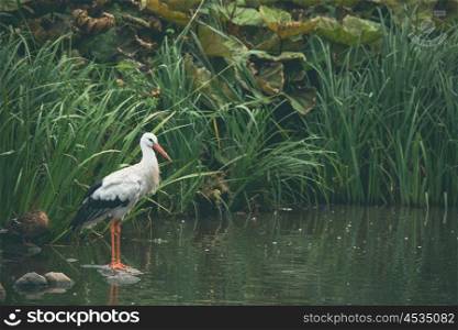 White stork in a river with green reeds
