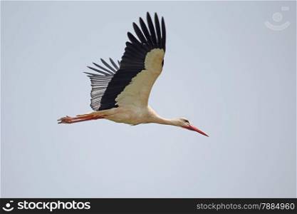 White stork in flight-Ciconia ciconia