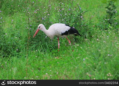 White stork in green grass on summer day.