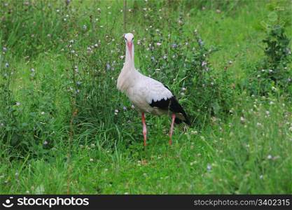 White stork in green grass on summer day.