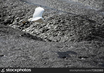 White stork in Sado river estuary in Portugal