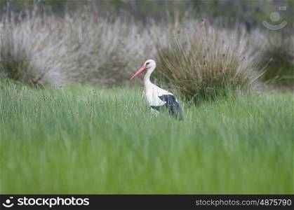 White Stork Looking For Food In A GRass Field