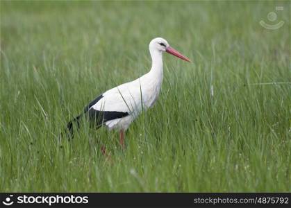 White Stork Looking For Food In A GRass Field