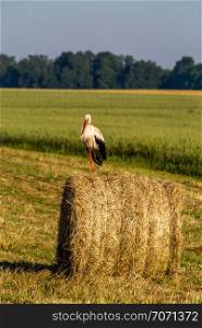 White stork on dry hay bale in green meadow, Latvia. Stork is tall long-legged wading bird with a long bill, with white and black plumage.