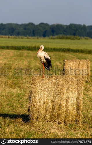 White stork on dry hay bale in green meadow, Latvia. Stork is tall long-legged wading bird with a long bill, with white and black plumage.