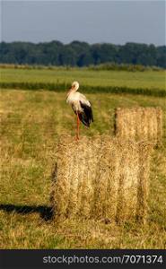 White stork on dry hay bale in green meadow, Latvia. Stork is tall long-legged wading bird with a long bill, with white and black plumage.