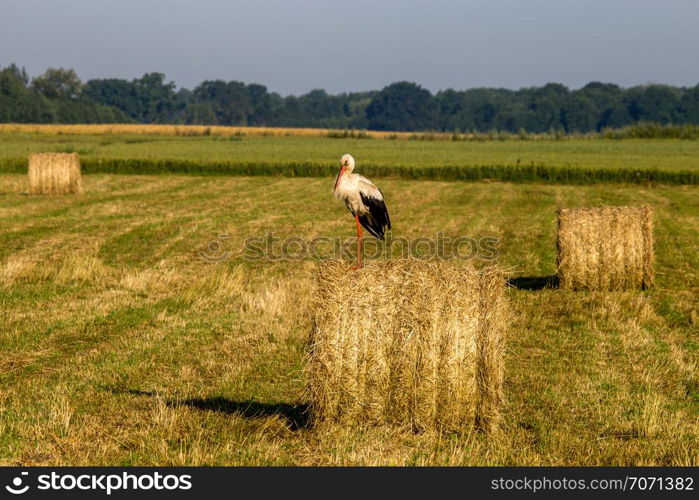 White stork on dry hay bale in green meadow, Latvia. Stork is tall long-legged wading bird with a long bill, with white and black plumage.