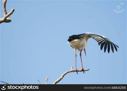 White Stork Perching On A Tree