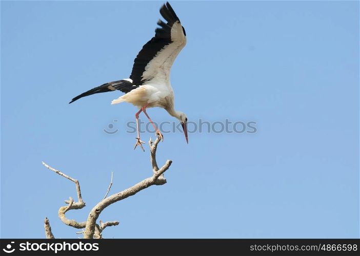 White Stork Perching On A Tree