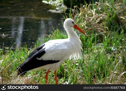 White Stork walks around on a green meadow . Wei?storch schreitet auf einer gr?nen Wiese umherch