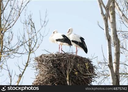 White Storks Nesting