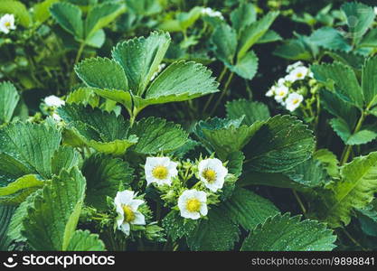 White strawberry flowers in spring garden. Growing strawberries in garden on farm.