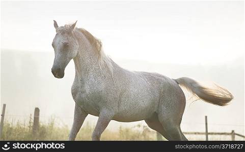White, strong horse on true freedom
