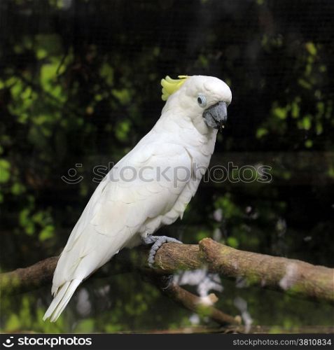 white sulphur crested cockatoo cacatua galerita