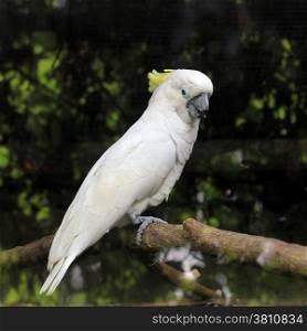 white sulphur crested cockatoo cacatua galerita