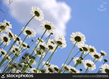 White summer daisies reaching towards blue sky