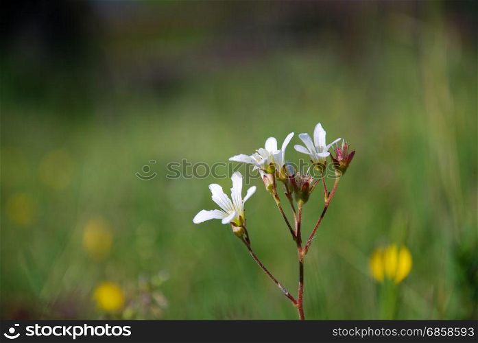 White summer flower - Meadow Saxifrage - close up by a green blurred background