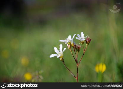 White summer flower - Meadow Saxifrage - close up by a green blurred background