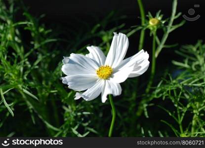 White sunlit anemone flower among green leaves