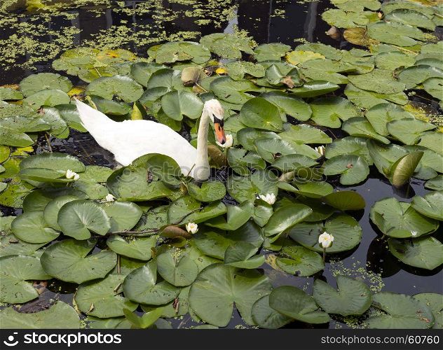 white swan amongst blooming water lilies