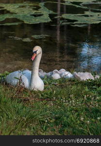 White Swan and Gray Ducklings in Mosigo Lake&rsquo;s Edge - Italian Dolomites Alps Scenery