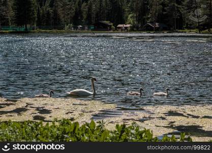 White Swan and Gray Ducklings inside Mosigo Lake near Italian Dolomites Alps Scenery