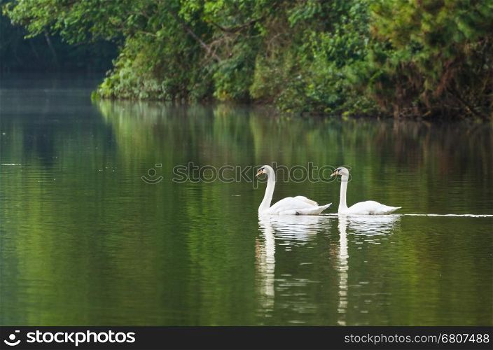 White swan and its mate are swimming at the lake in Pang Ung national park of Mae Hong Son province, Thailand