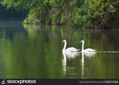 White swan and its mate are swimming at the lake in Pang Ung national park of Mae Hong Son province, Thailand