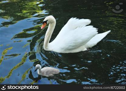 White swan and son swimming in a lake on black background