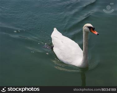 White Swan bird animal. White Swan aka Cygnus bird animal swimming in a lake