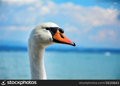 white swan bird on the beach with blue sky and clouds behind
