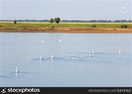 White swan flock on small summer lake