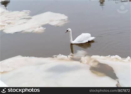 white Swan in a dirty pond, Swan in a polluted river. Swan in a polluted river, white Swan in a dirty pond