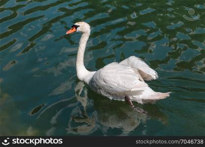 White Swan in Mosigo Lake near Italian Dolomites Alps Scenery