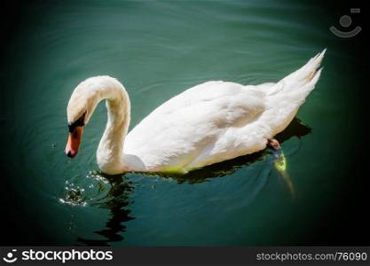 White swan in the green lake