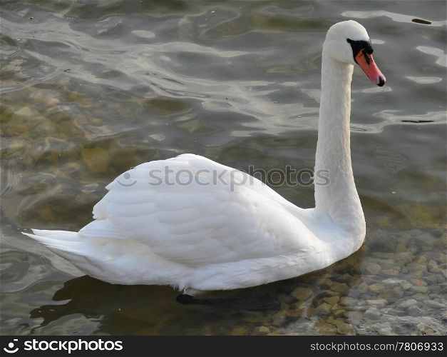 white swan in the water