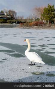 White swan is standing on a frozen pond in winter.