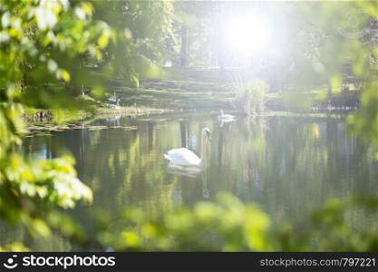 White swan on a river with green leafs and sunlight, swimming in nature colorful. White swan on a river with green leafs and sunlight, swimming in nature