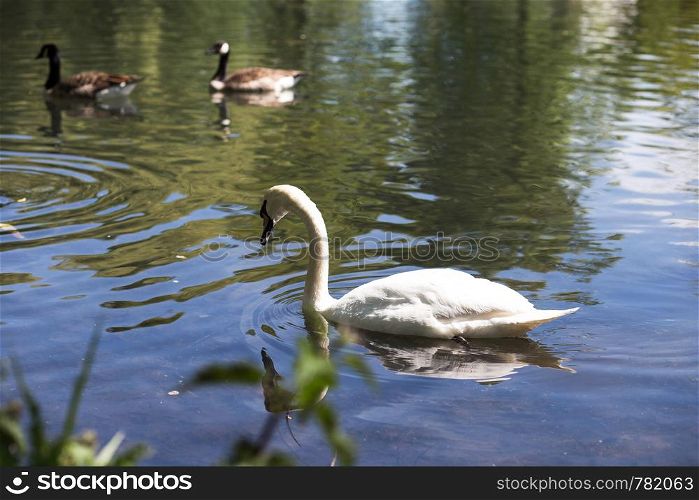White swan on a river with green leafs and sunlight, swimming in nature colorful couple. White swan on a river with green leafs and sunlight, swimming in nature, couple
