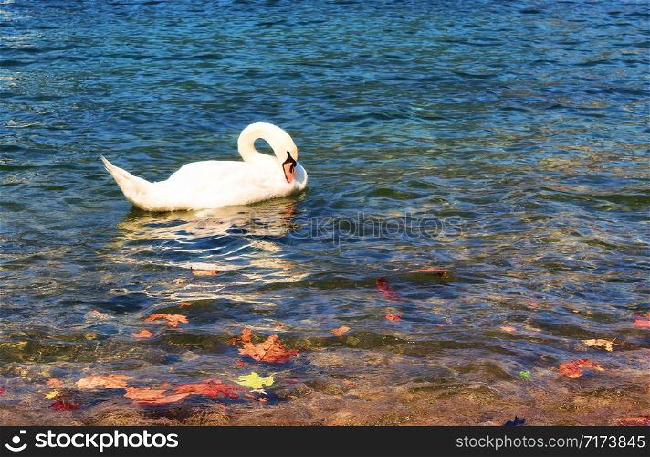 white swan on the lake in sunny day