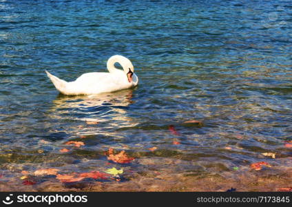 white swan on the lake in sunny day