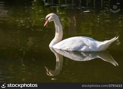 White swan on the pond.