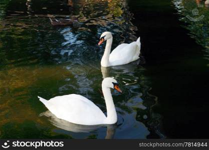 "white swan on to the pond, "Cygnus atratus""