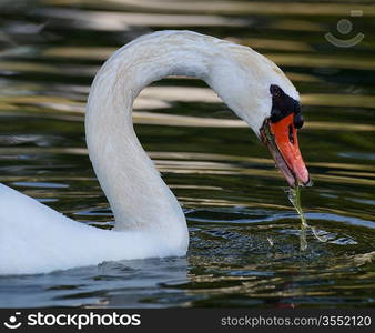 White Swan Portrait , Close Up